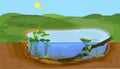 Abstract cartoon landscape with split level freshwater pond. Biotope pond with Yellow water-lily Nuphar lutea plants